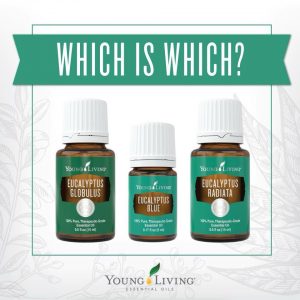 What's the difference between the Eucalyptus essential oils