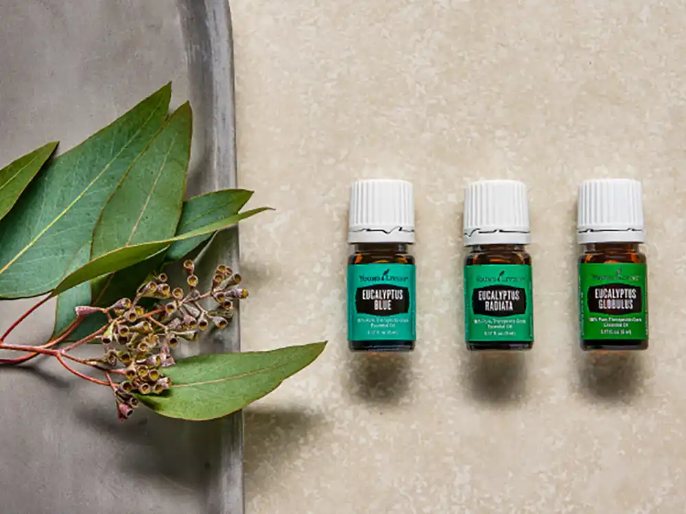 what's the difference between the eucalyptus essential oils