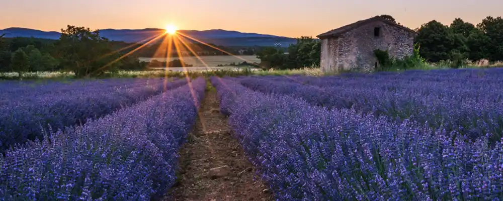 Young Living Lavender Farm in France