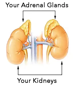Adrenal glands diagram