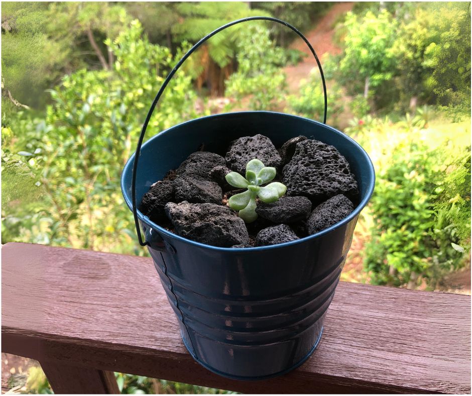 succulent diffuser pot for essential oils